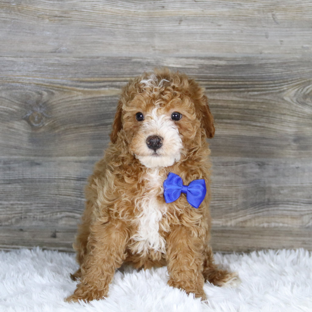 Theo - Available 1/15