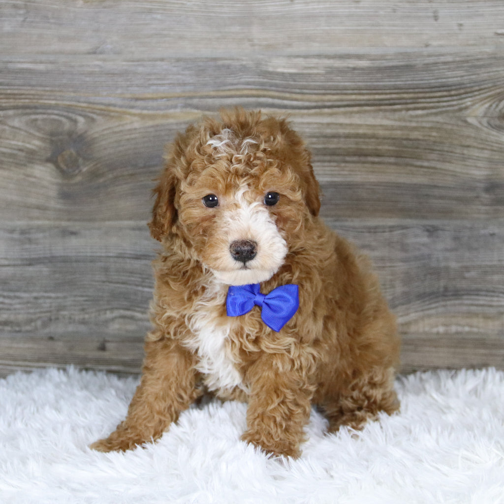 Theo - Available 1/15