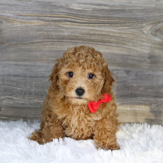 Terry - Available 1/15