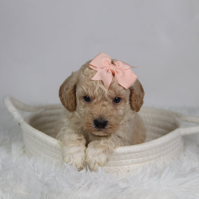 Hazel - Available 9/17