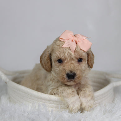 Hazel - Available 9/17
