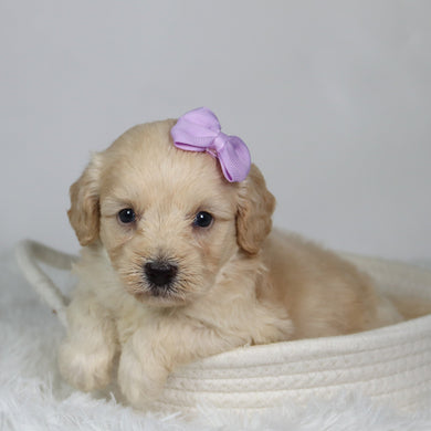 Payton - Available 9/17