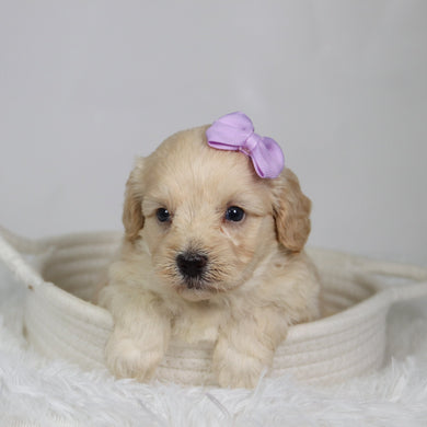 Payton - Available 9/17