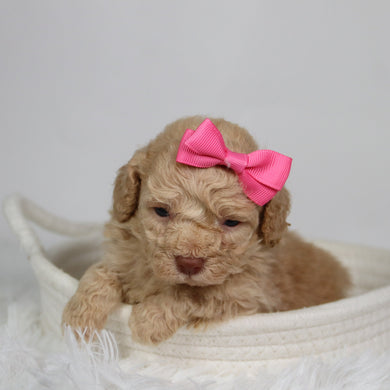 Fren - Available 9/17