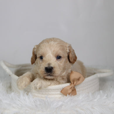 Garth - Available 9/17