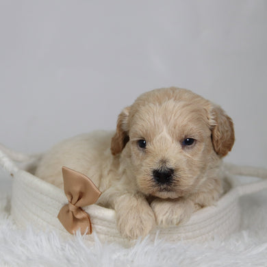 Garth - Available 9/17