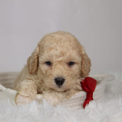 Ronan - Available 9/17