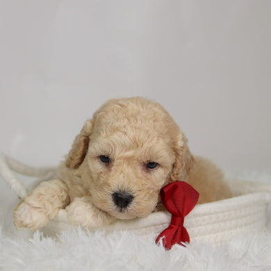 Ronan - Available 9/17