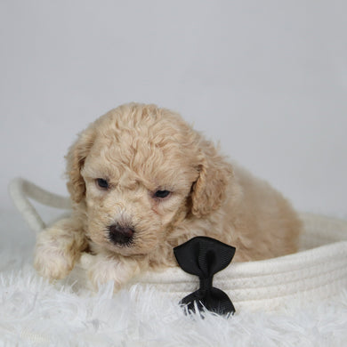 Ryder - Available 9/17