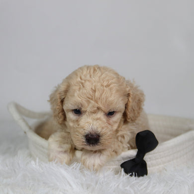 Ryder - Available 9/17