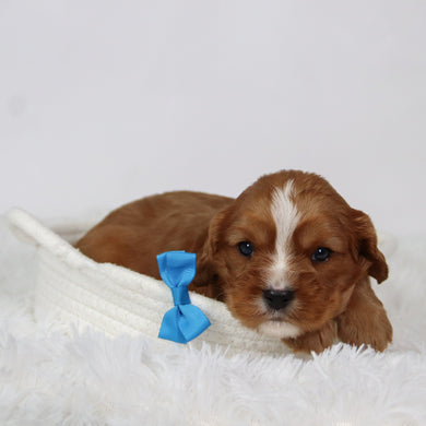 George - Available 9/17