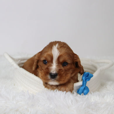 George - Available 9/17