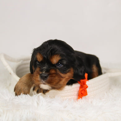 Kevin - Available 9/17