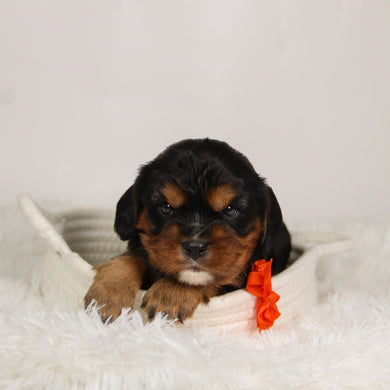 Kevin - Available 9/17