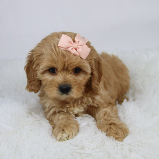 Candi - available 11/19