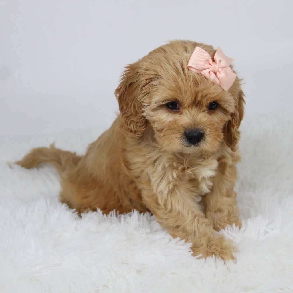 Candi - available 11/19