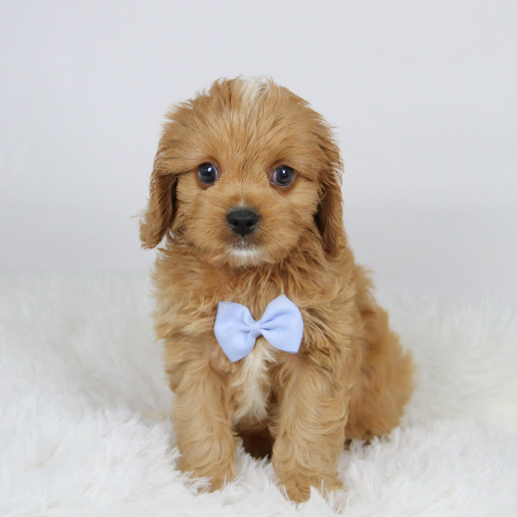 Mack - available 11/19