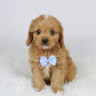 Mack - available 11/19