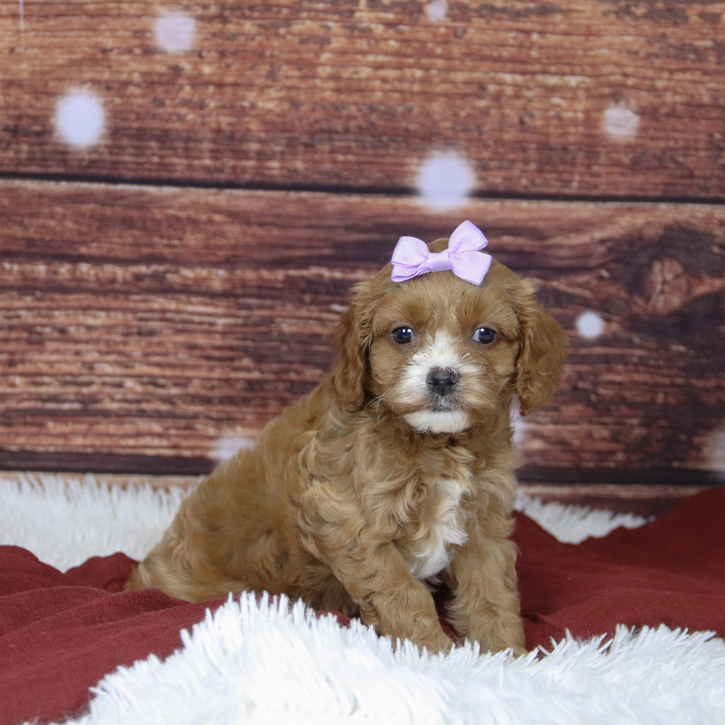 Beyla - Available 12/3