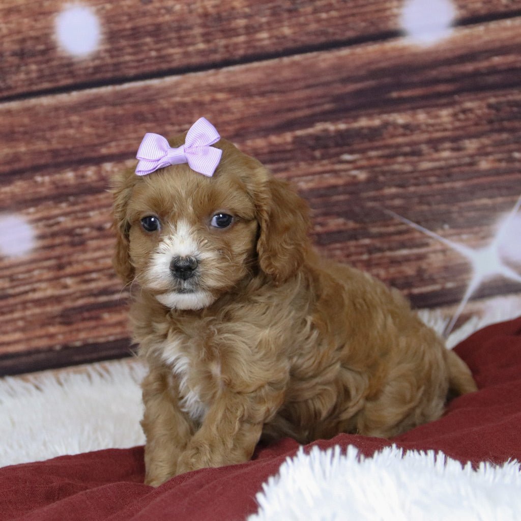 Beyla - Available 12/3