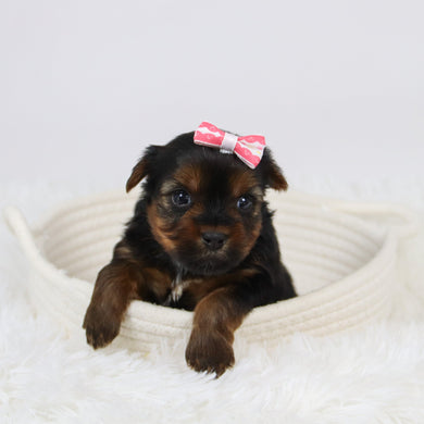 Cecilia - Available 12/10