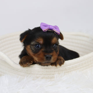 Cerina - Available 12/10