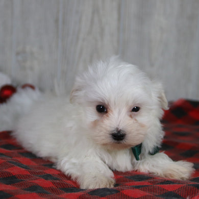 Patrick - Available 1/8