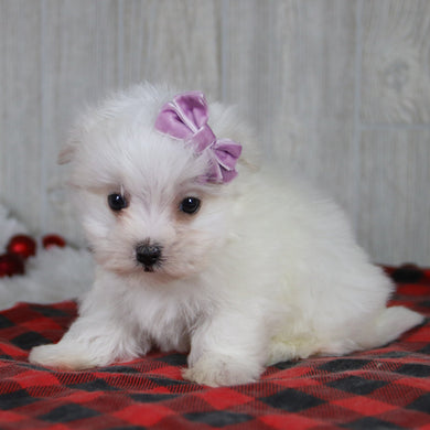 Nicole - Available 1/8