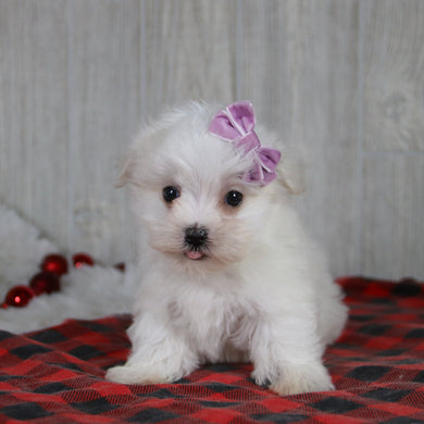 Nicole - Available 1/8