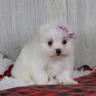 Nicole - Available 1/8