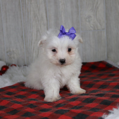 Britney - Available 1/8