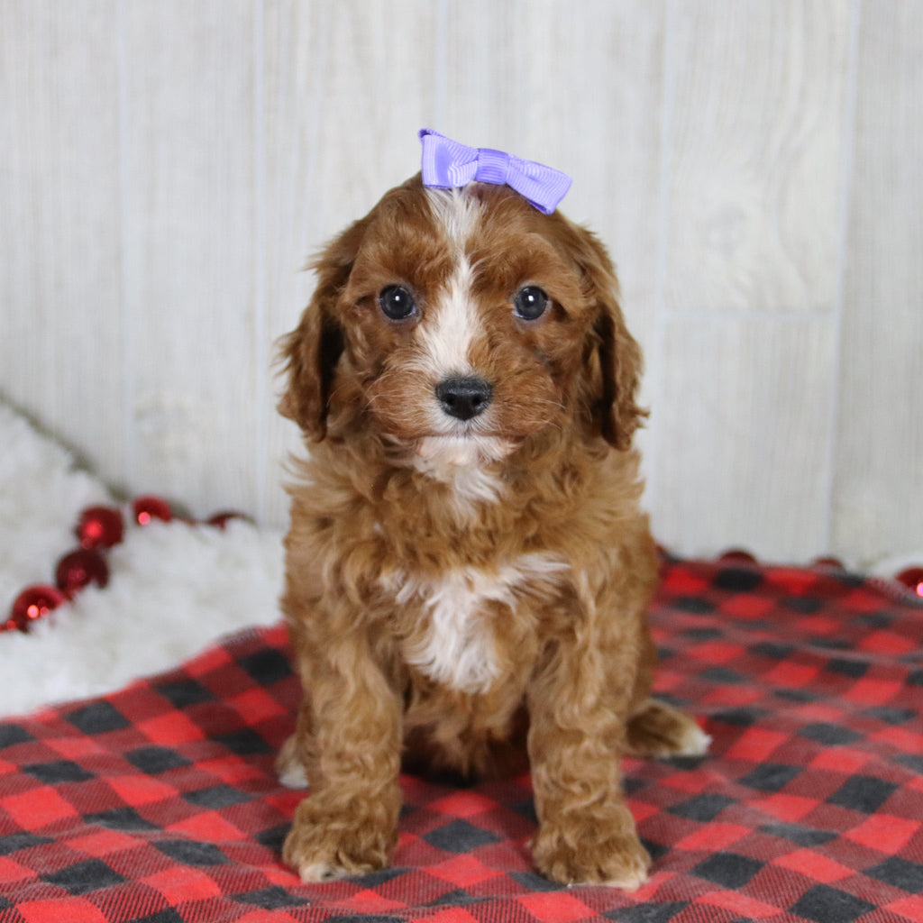 Valerie - Available 1/8