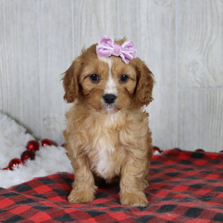 Liza - Available 1/8