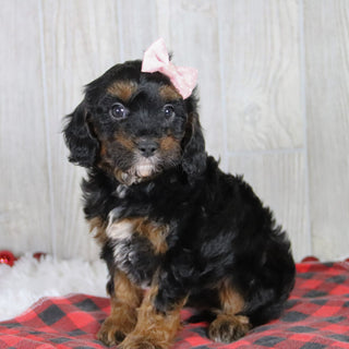 Athena - Available 1/8