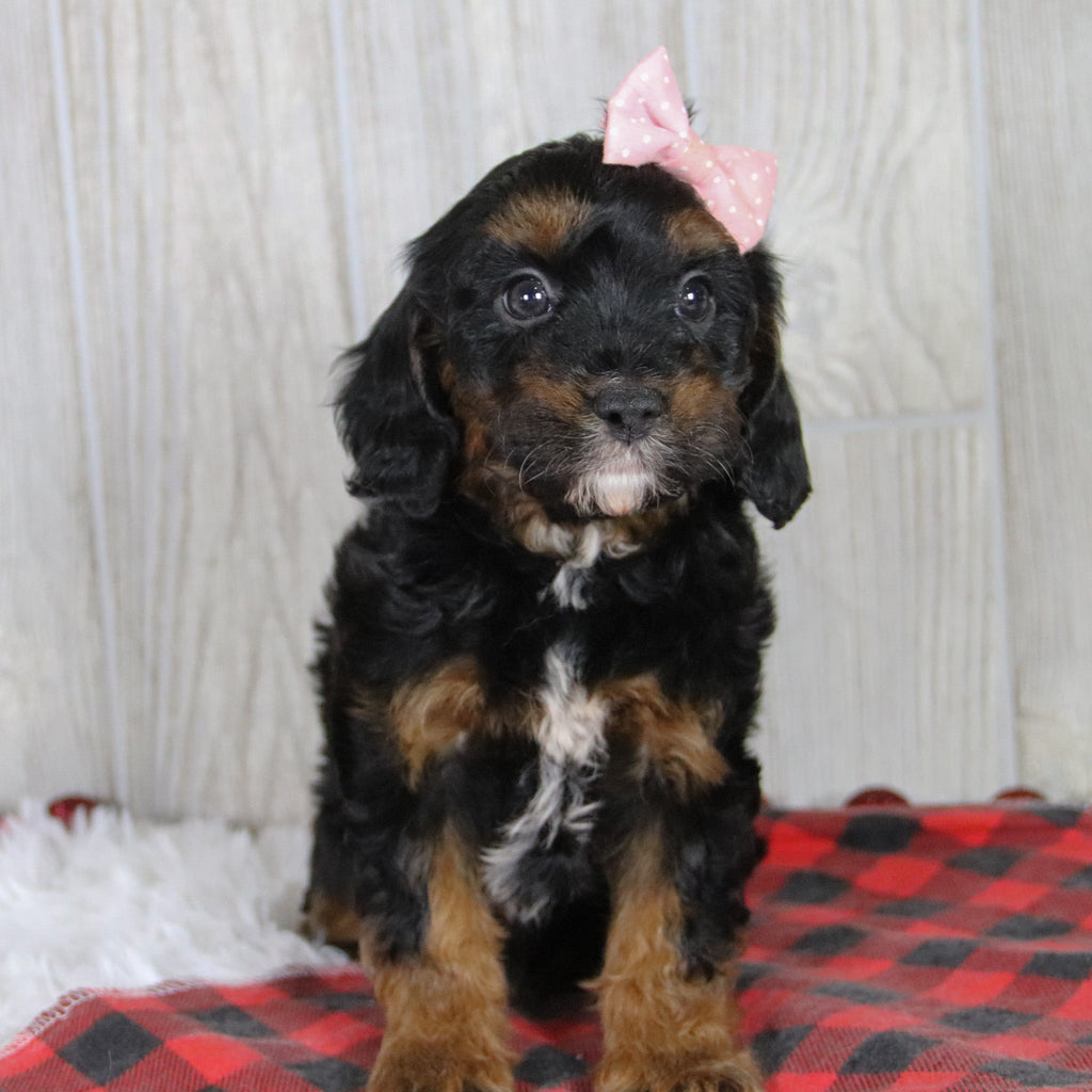 Athena - Available 1/8