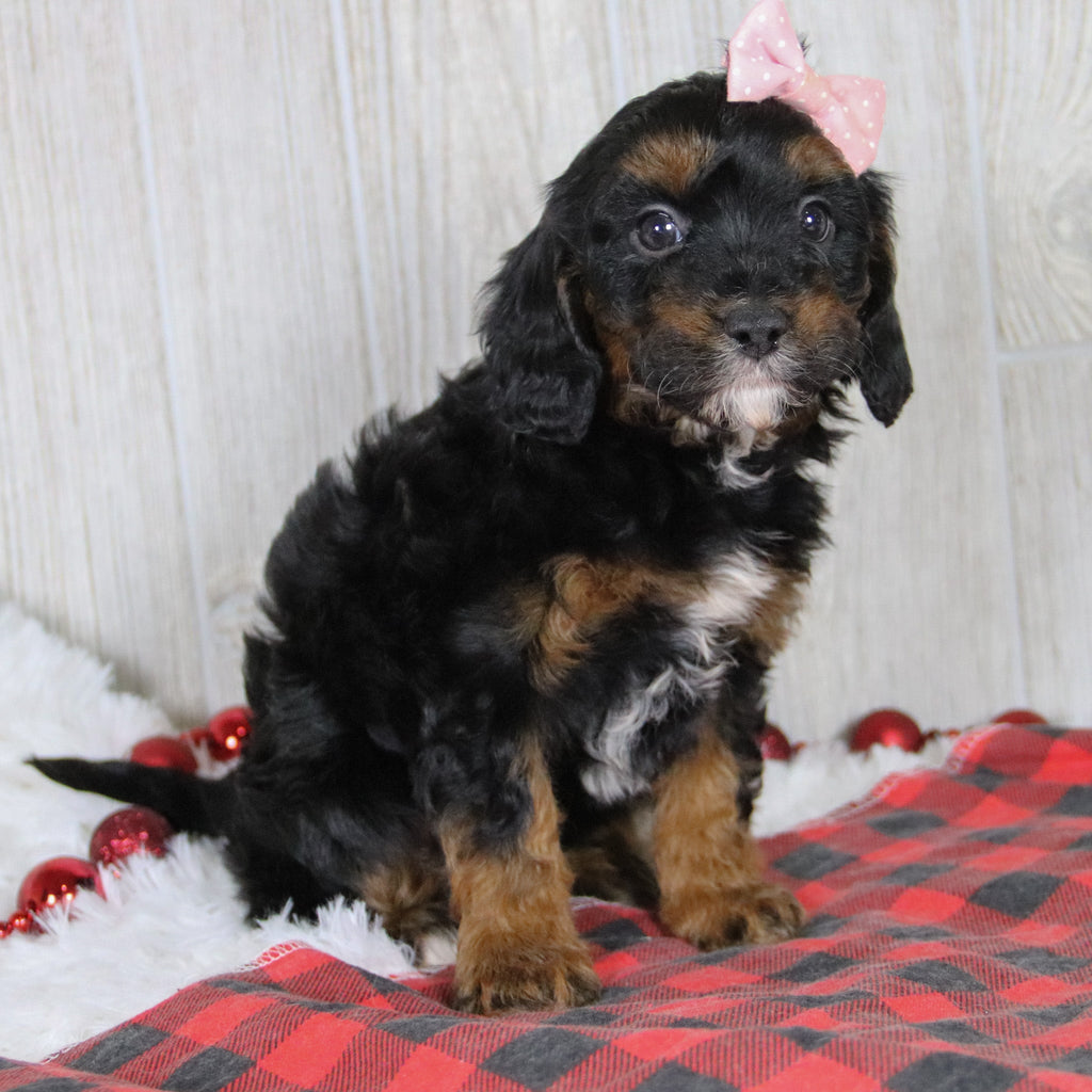 Athena - Available 1/8