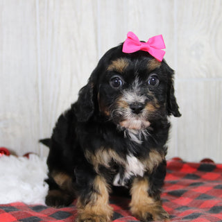 Avery - Available 1/8