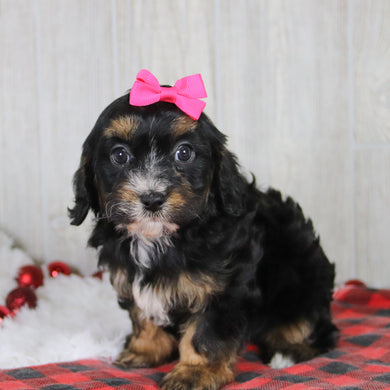 Avery - Available 1/8