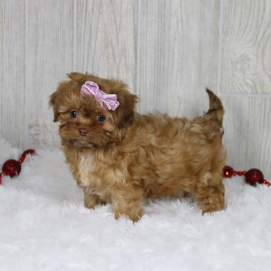 Sheba - Available 1/14