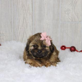 Tammy - Available 1/14