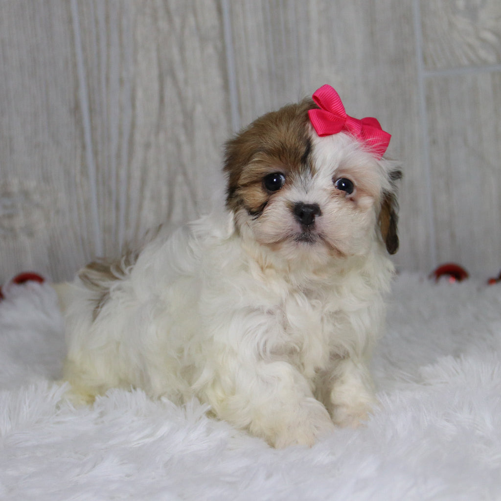 Pala - Available 1/14