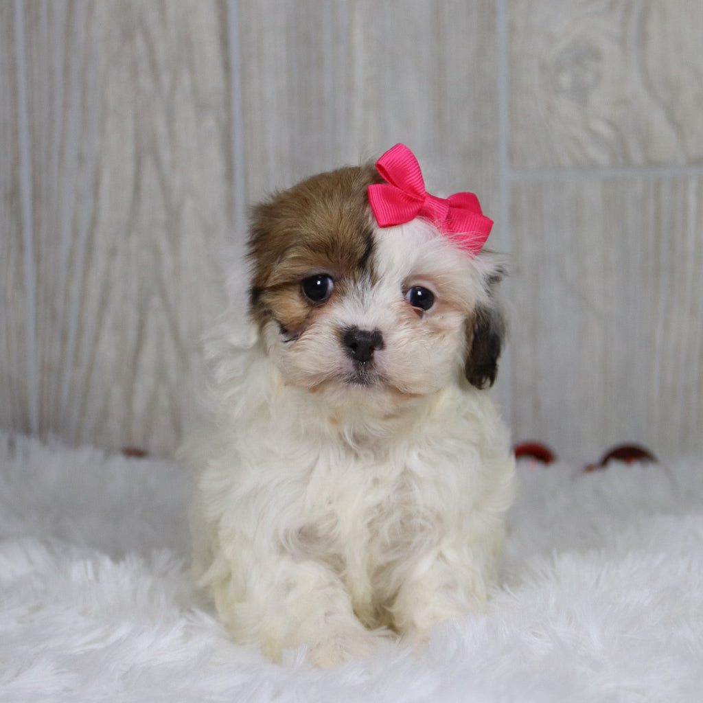 Pala - Available 1/14