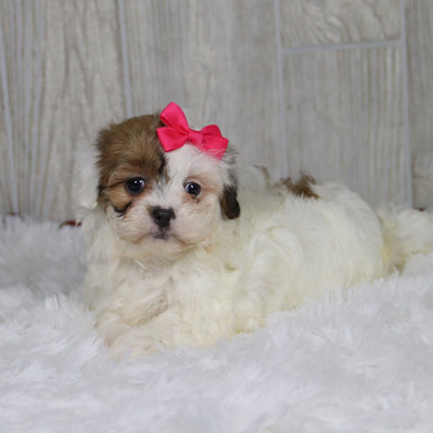 Pala - Available 1/14