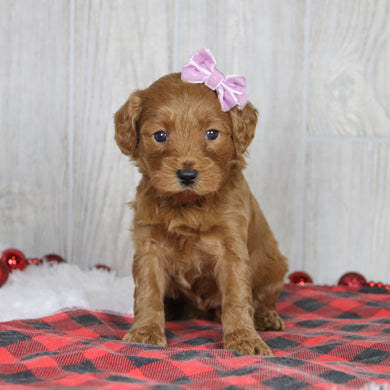 Lillian - Available 1/21