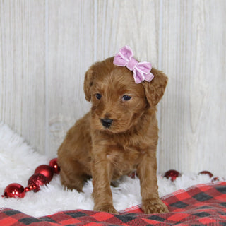 Lillian - Available 1/21