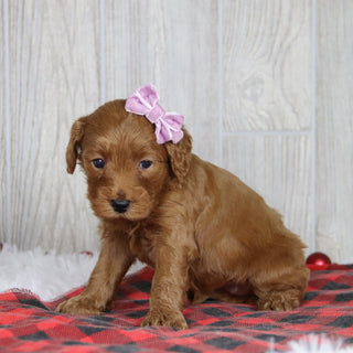 Lillian - Available 1/21