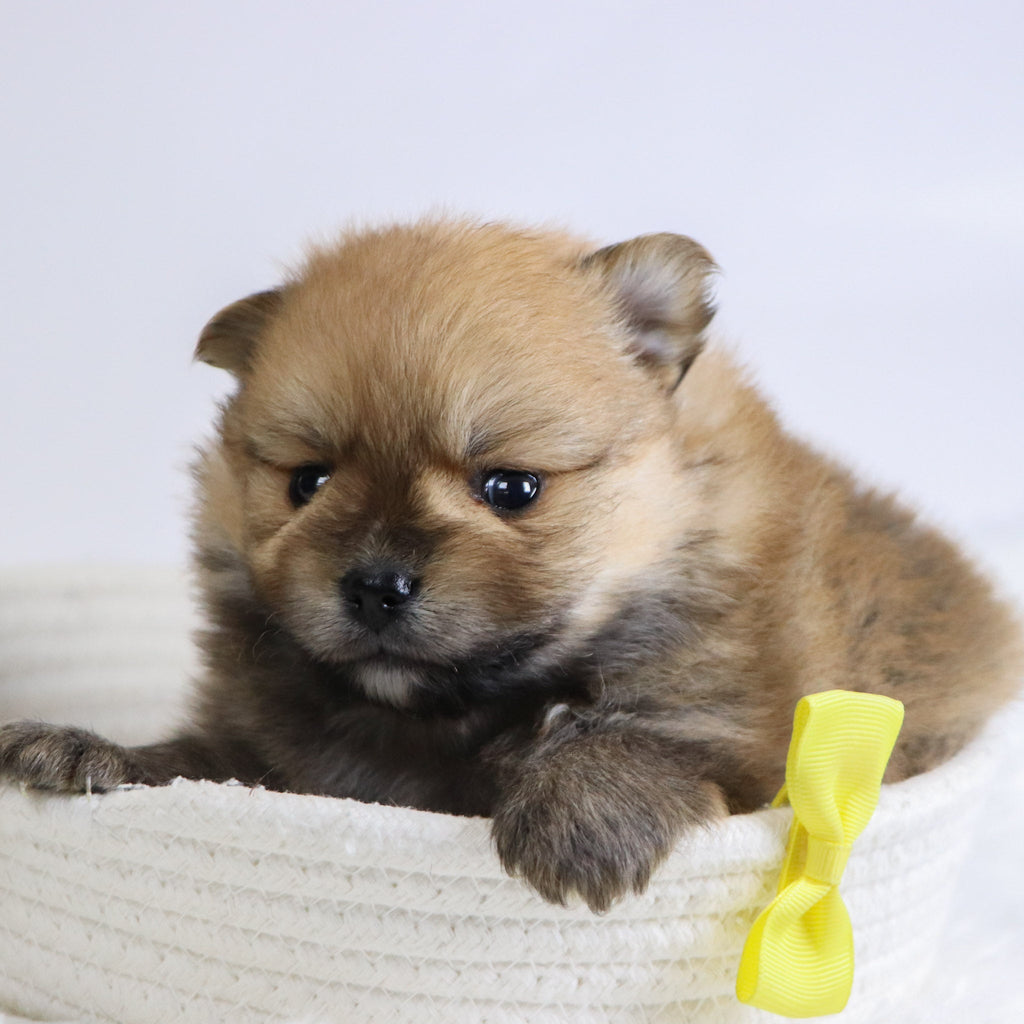 Abbott - Available 12/3