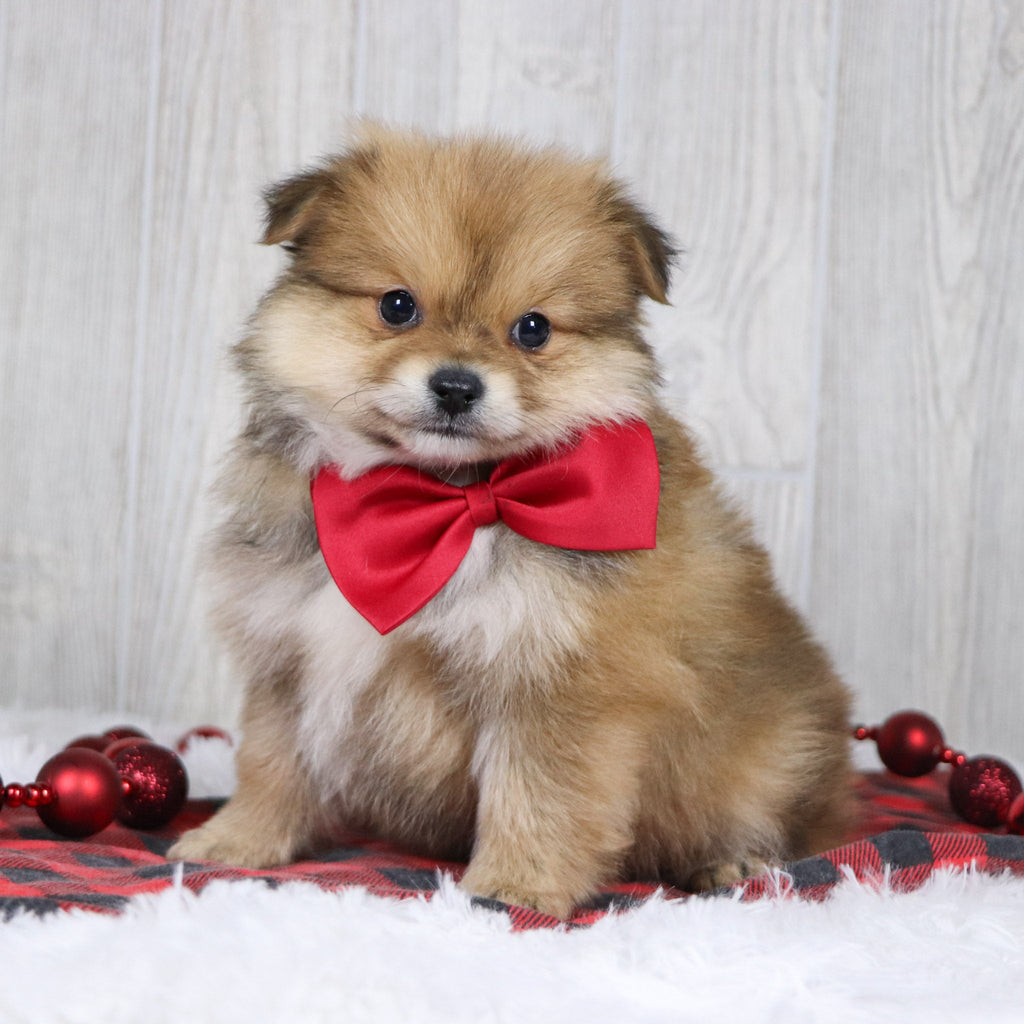 Abel - Available 12/3