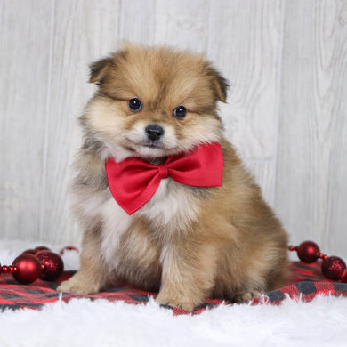 Abel - Available 12/3