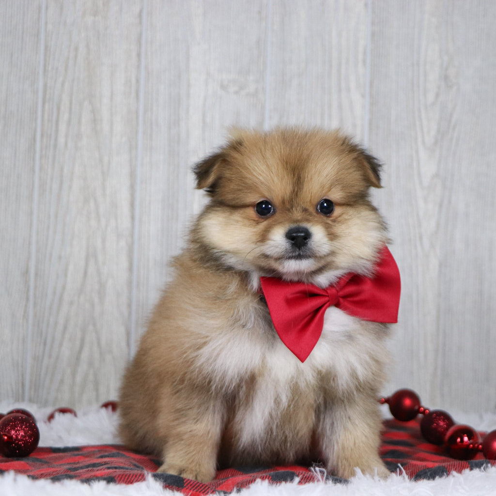 Abel - Available 12/3